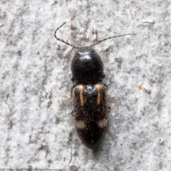 Austrocardiophorus assimilis (Click beetle) at Bruce, ACT - 23 Sep 2021 by Roger