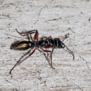 Myrmecia fulvipes at Bruce, ACT - 23 Sep 2021 11:54 AM