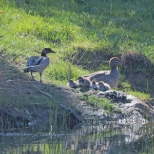 Chenonetta jubata at Strathnairn, ACT - 25 Sep 2021 10:25 AM