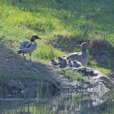 Chenonetta jubata (Australian Wood Duck) at Woodstock Nature Reserve - 25 Sep 2021 by wombey