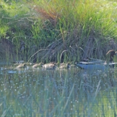 Chenonetta jubata at Strathnairn, ACT - 25 Sep 2021