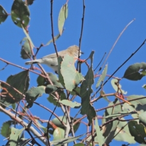 Gerygone fusca at Holt, ACT - 25 Sep 2021