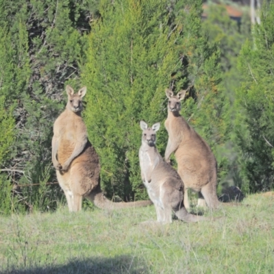 Macropus giganteus (Eastern Grey Kangaroo) at Holt, ACT - 24 Sep 2021 by wombey