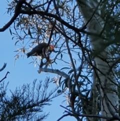 Callocephalon fimbriatum (Gang-gang Cockatoo) at Curtin, ACT - 24 Sep 2021 by jmcleod