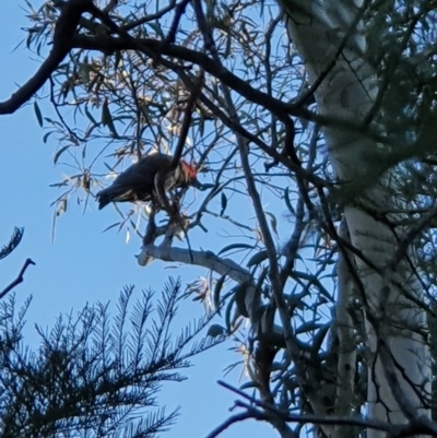 Callocephalon fimbriatum (Gang-gang Cockatoo) at Curtin, ACT - 23 Sep 2021 by jmcleod