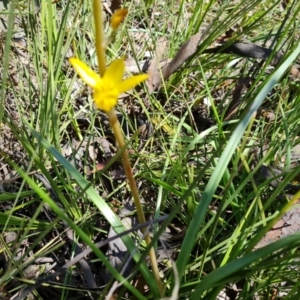 Bulbine sp. at Jerrabomberra, ACT - 25 Sep 2021