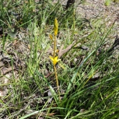 Bulbine sp. at Jerrabomberra, ACT - 25 Sep 2021