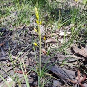 Bulbine sp. at Jerrabomberra, ACT - 25 Sep 2021