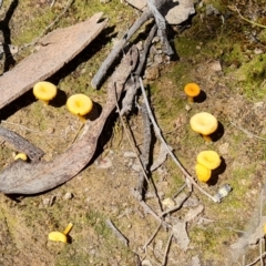 Lichenomphalia chromacea (Yellow Navel) at Isaacs Ridge - 25 Sep 2021 by Mike