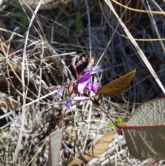 Hardenbergia violacea (False Sarsaparilla) at Downer, ACT - 25 Sep 2021 by danswell