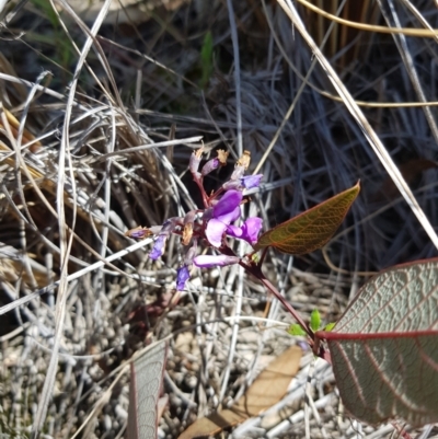 Hardenbergia violacea (False Sarsaparilla) at Downer, ACT - 25 Sep 2021 by danswell