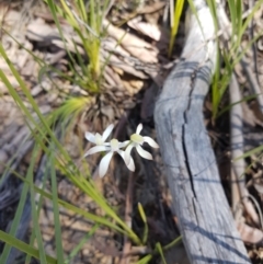 Caladenia ustulata (Brown Caps) at Downer, ACT - 25 Sep 2021 by danswell