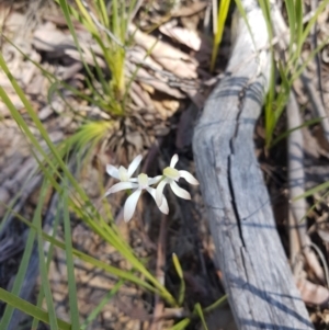 Caladenia ustulata at Downer, ACT - 25 Sep 2021