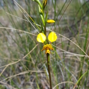 Diuris nigromontana at Downer, ACT - 25 Sep 2021