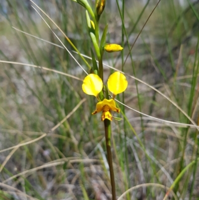 Diuris nigromontana (Black Mountain Leopard Orchid) at Downer, ACT - 25 Sep 2021 by danswell