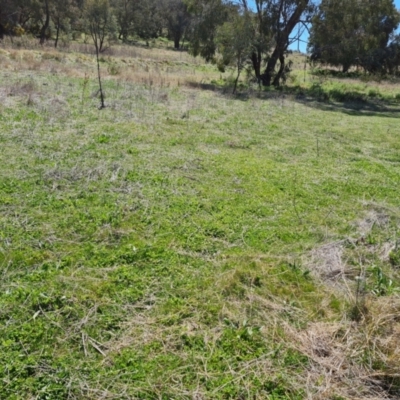 Trifolium subterraneum (Subterranean Clover) at Jerrabomberra, ACT - 25 Sep 2021 by Mike