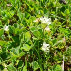 Trifolium subterraneum at Jerrabomberra, ACT - 25 Sep 2021 12:20 PM