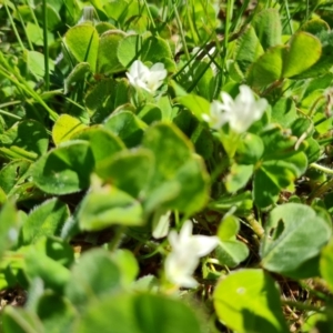 Trifolium subterraneum at Jerrabomberra, ACT - 25 Sep 2021 12:20 PM