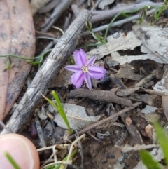 Thysanotus patersonii (Twining Fringe Lily) at Downer, ACT - 25 Sep 2021 by danswell