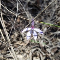 Cyanicula caerulea (Blue Fingers, Blue Fairies) at Downer, ACT - 25 Sep 2021 by danswell