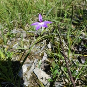 Glossodia major at Bruce, ACT - suppressed