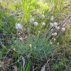 Leucochrysum albicans subsp. tricolor (Hoary Sunray) at Isaacs Ridge - 25 Sep 2021 by Mike