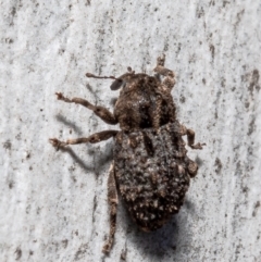 Cryptorhynchini sp. (tribe) at Bruce, ACT - 23 Sep 2021 12:52 PM