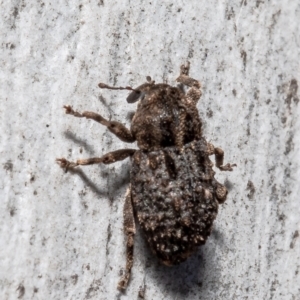 Cryptorhynchini sp. (tribe) at Bruce, ACT - 23 Sep 2021