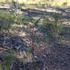 Diuris pardina (Leopard Doubletail) at Sutton, NSW - 25 Sep 2021 by RobynHall