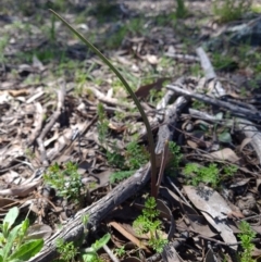 Diuris pardina at Sutton, NSW - suppressed