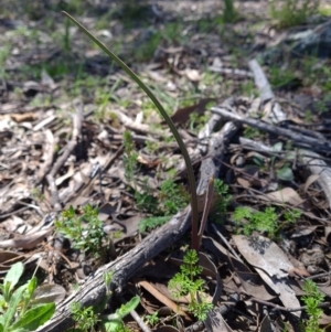 Diuris pardina at Sutton, NSW - suppressed