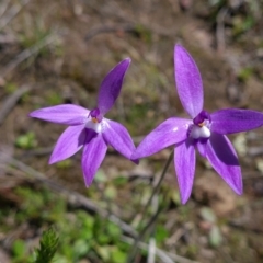 Glossodia major (Wax Lip Orchid) at Sutton, NSW - 25 Sep 2021 by RobynHall