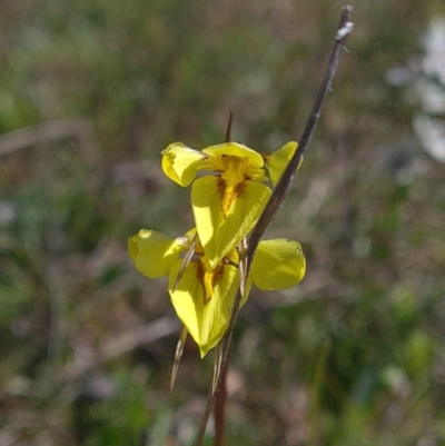 Diuris chryseopsis (Golden Moth) at Sutton, NSW - 25 Sep 2021 by RobynHall