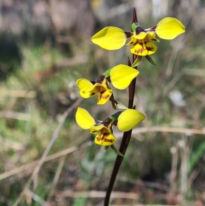 Diuris sp. (hybrid) (Hybrid Donkey Orchid) at Kaleen, ACT - 18 Sep 2021 by RobynHall