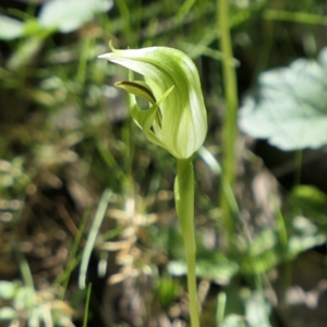 Pterostylis curta at Gundaroo, NSW - 25 Sep 2021