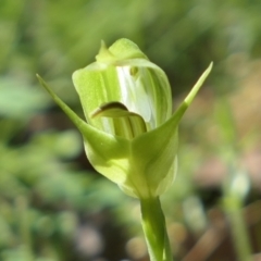 Pterostylis curta at Gundaroo, NSW - 25 Sep 2021