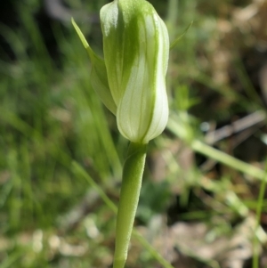 Pterostylis curta at Gundaroo, NSW - 25 Sep 2021