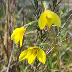 Diuris chryseopsis at Kaleen, ACT - suppressed