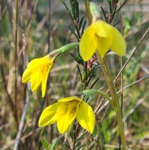 Diuris chryseopsis at Kaleen, ACT - suppressed