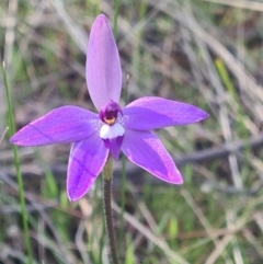 Glossodia major at Crace, ACT - 19 Sep 2021