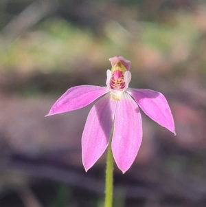 Caladenia carnea at Kaleen, ACT - suppressed