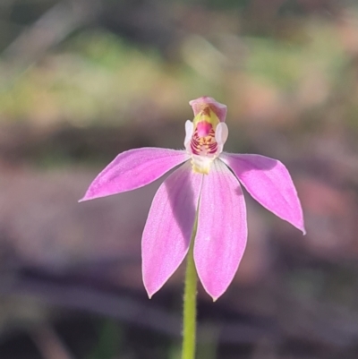 Caladenia carnea (Pink Fingers) at Kaleen, ACT - 19 Sep 2021 by RobynHall