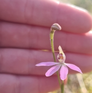 Caladenia carnea at Kaleen, ACT - suppressed