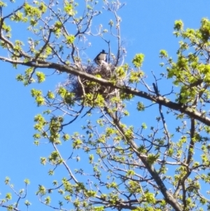 Gymnorhina tibicen at Red Hill, ACT - 25 Sep 2021 08:43 AM