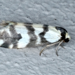 Thallarcha albicollis at Ainslie, ACT - 23 Sep 2021 11:21 PM