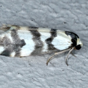 Thallarcha albicollis at Ainslie, ACT - 23 Sep 2021