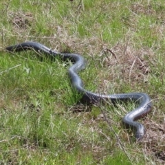 Pseudechis porphyriacus (Red-bellied Black Snake) at Melrose - 25 Sep 2021 by OwenH