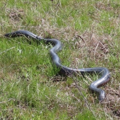 Pseudechis porphyriacus (Red-bellied Black Snake) at Theodore, ACT - 25 Sep 2021 by owenh