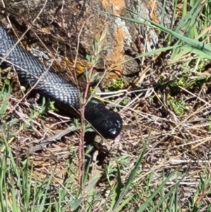 Pseudechis porphyriacus at Denman Prospect, ACT - 25 Sep 2021