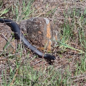 Pseudechis porphyriacus at Denman Prospect, ACT - 25 Sep 2021